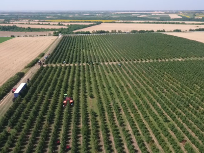 Mehanizovana berba višnje