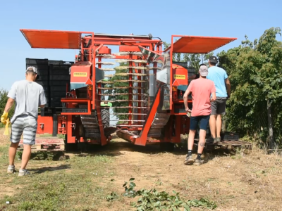 Mehanizovana berba višnje