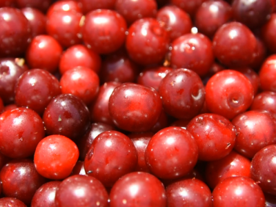 Mehanizovana berba višnje