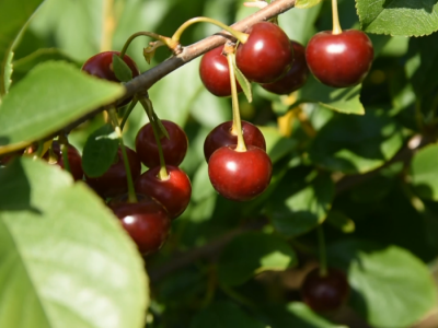 Mehanizovana berba višnje