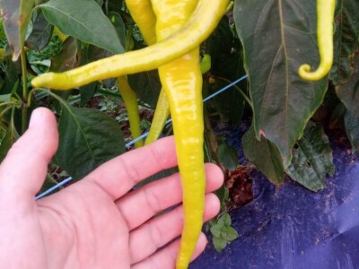 Mehić: Kada bi se domaći proizvodi više cijenili, nama poljoprivrednicima bi bilo puno lakše