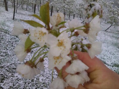 Mehić: Kada bi se domaći proizvodi više cijenili, nama poljoprivrednicima bi bilo puno lakše