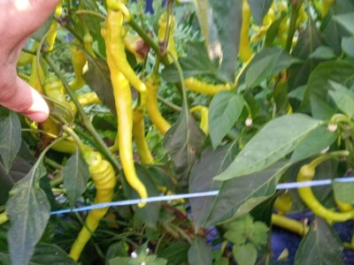 Mehić: Kada bi se domaći proizvodi više cijenili, nama poljoprivrednicima bi bilo puno lakše