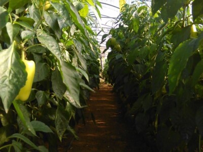 Mehić: Kada bi se domaći proizvodi više cijenili, nama poljoprivrednicima bi bilo puno lakše