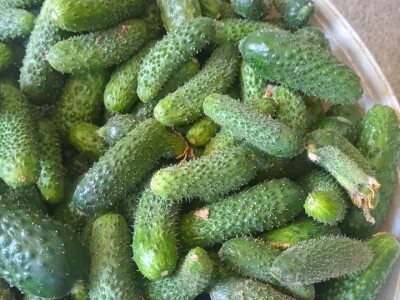 Mehić: Kada bi se domaći proizvodi više cijenili, nama poljoprivrednicima bi bilo puno lakše