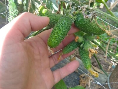 Mehić: Kada bi se domaći proizvodi više cijenili, nama poljoprivrednicima bi bilo puno lakše