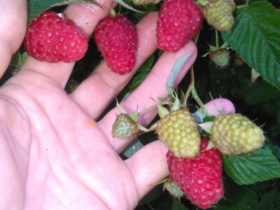 Mehić: Kada bi se domaći proizvodi više cijenili, nama poljoprivrednicima bi bilo puno lakše