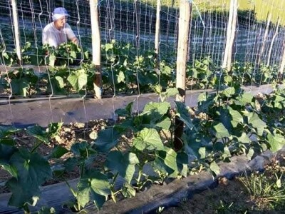 Mehić: Kada bi se domaći proizvodi više cijenili, nama poljoprivrednicima bi bilo puno lakše