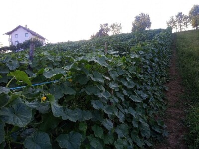 Mehić: Kada bi se domaći proizvodi više cijenili, nama poljoprivrednicima bi bilo puno lakše