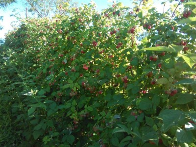 Mehić: Kada bi se domaći proizvodi više cijenili, nama poljoprivrednicima bi bilo puno lakše