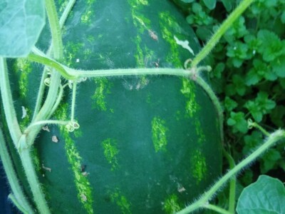 Mehić: Kada bi se domaći proizvodi više cijenili, nama poljoprivrednicima bi bilo puno lakše