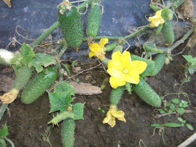 Mehić: Kada bi se domaći proizvodi više cijenili, nama poljoprivrednicima bi bilo puno lakše