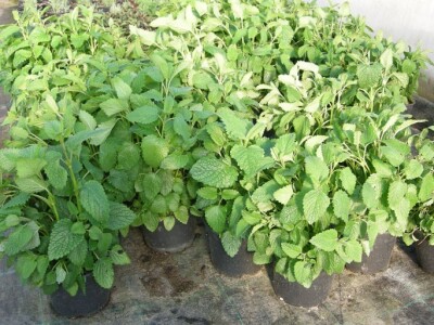 Melisa ili matičnjak