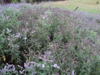 Menta