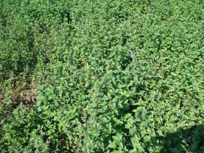 Krenulo je s rekreativnim uzgojem, a završili kao profesionalci