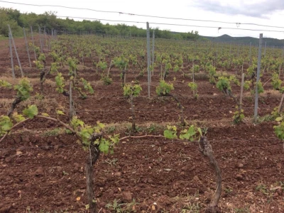 Merlot, Drniš