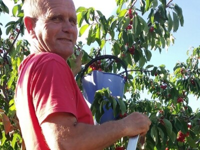 OPG OMER MERO SURAĆ - Suhozid i burobran mu spasili urod trešanja vrijedan 70.000 kuna! OPG OMER MERO SURAĆ - Suhozid i burobran mu spasili urod trešanja vrijedan 70.000 kuna!