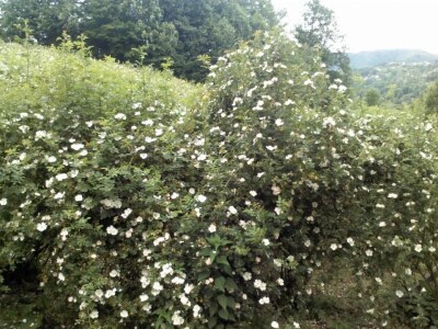 Mersiha Skejić: Kvalitet naših proizvoda nam je najvažniji