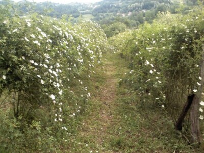 Mersiha Skejić: Kvalitet naših proizvoda nam je najvažniji