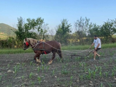 Dragan Simović šparta kukuruz pomoću konjske vuče