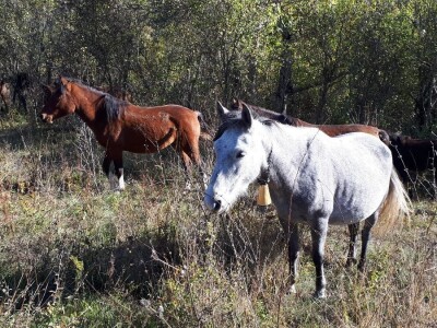 Meštanin sela Glogovca kraj Bele Palanke čuva 40 poludivljih konja