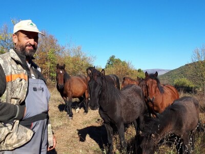 Meštanin sela Glogovca kraj Bele Palanke čuva 40 poludivljih konja