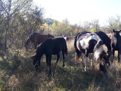 Meštanin sela Glogovca kraj Bele Palanke čuva 40 poludivljih konja