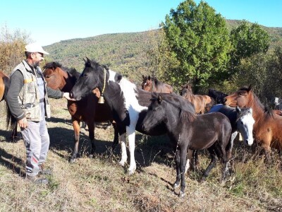 Meštanin sela Glogovca kraj Bele Palanke čuva 40 poludivljih konja