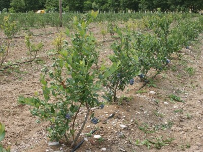 Mevlida Mehanović - Udruženje žena Podrinjka