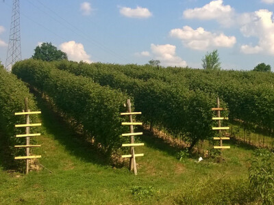 Mevlida Mehanović - Udruženje žena Podrinjka