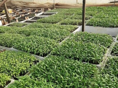 Mevlida Saltagić: Zbog suprugove alergije sam se okrenula proizvodnji povrća bez hemije