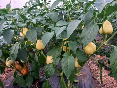 Mevlida Saltagić: Zbog suprugove alergije sam se okrenula proizvodnji povrća bez hemije