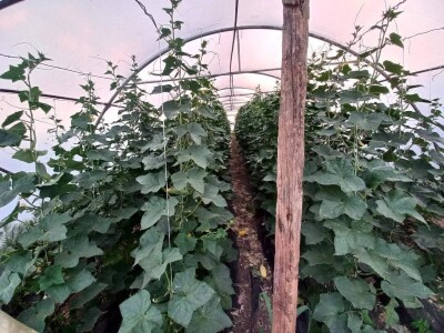 Mevlida Saltagić: Zbog suprugove alergije sam se okrenula proizvodnji povrća bez hemije