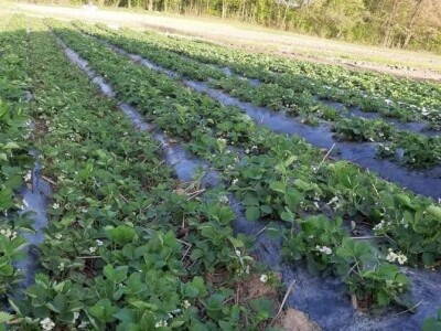 Mevlida Saltagić: Zbog suprugove alergije sam se okrenula proizvodnji povrća bez hemije