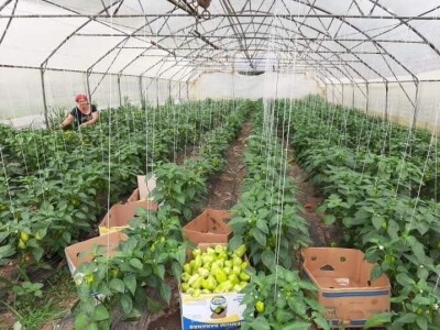 Mevlida Saltagić: Zbog suprugove alergije sam se okrenula proizvodnji povrća bez hemije