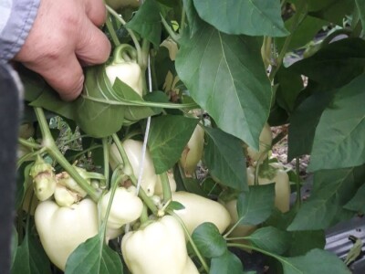 Mevlida Saltagić: Zbog suprugove alergije sam se okrenula proizvodnji povrća bez hemije