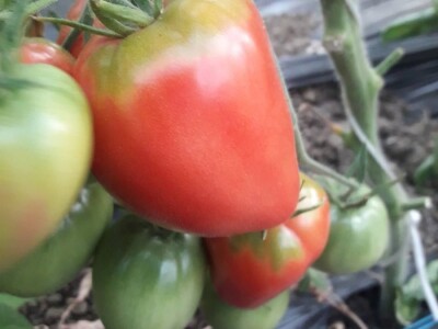 Mevlida Saltagić: Zbog suprugove alergije sam se okrenula proizvodnji povrća bez hemije