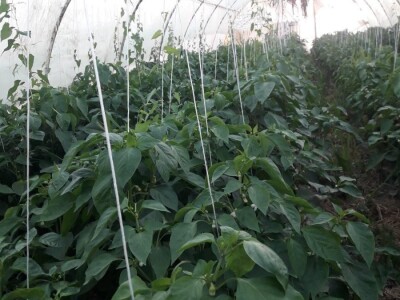 Mevlida Saltagić: Zbog suprugove alergije sam se okrenula proizvodnji povrća bez hemije