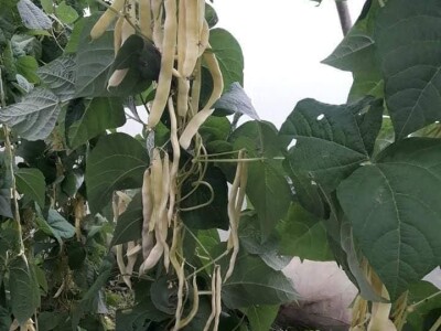 Mevlida Saltagić: Zbog suprugove alergije sam se okrenula proizvodnji povrća bez hemije