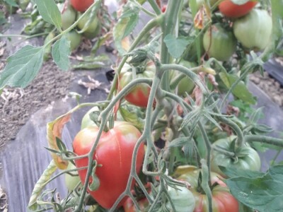 Mevlida Saltagić: Zbog suprugove alergije sam se okrenula proizvodnji povrća bez hemije