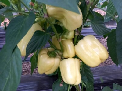 Mevlida Saltagić: Zbog suprugove alergije sam se okrenula proizvodnji povrća bez hemije