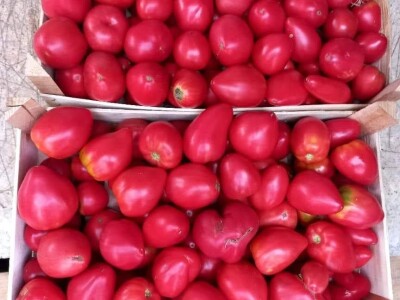 Mevlida Saltagić: Zbog suprugove alergije sam se okrenula proizvodnji povrća bez hemije