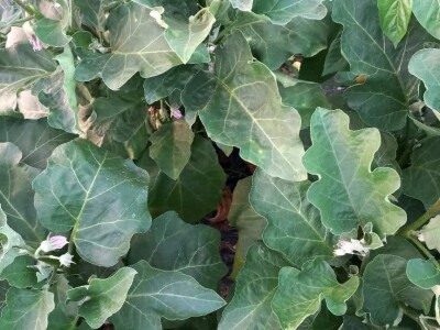 Mevlida Saltagić: Zbog suprugove alergije sam se okrenula proizvodnji povrća bez hemije