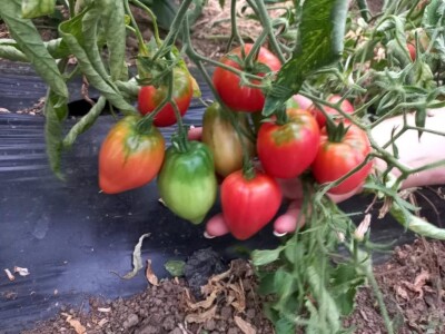 Mevlida Saltagić: Zbog suprugove alergije sam se okrenula proizvodnji povrća bez hemije