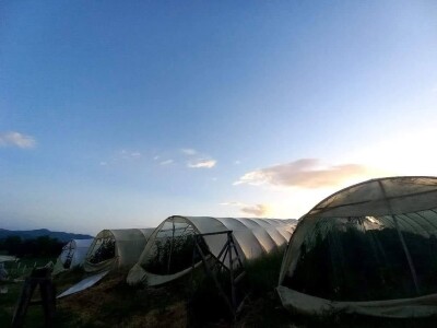 Mevlida Saltagić: Zbog suprugove alergije sam se okrenula proizvodnji povrća bez hemije