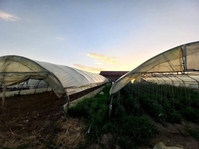 Mevlida Saltagić: Zbog suprugove alergije sam se okrenula proizvodnji povrća bez hemije