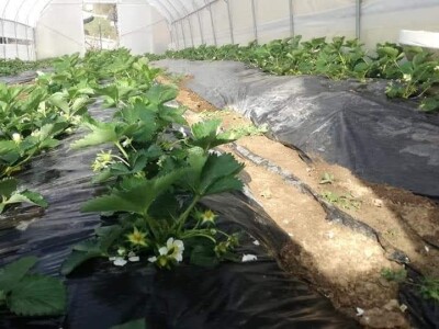 Mevlija Bečić: Zahvaljući evropskoj metodi berbe, sve jagode sam prodala na plantaži