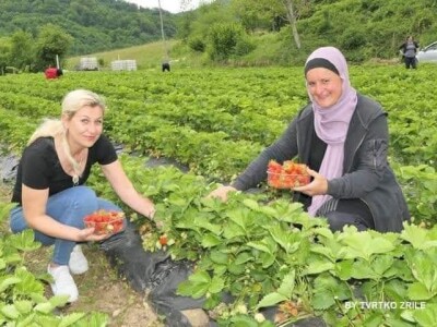 Mevlija Bečić: Zahvaljući evropskoj metodi berbe, sve jagode sam prodala na plantaži