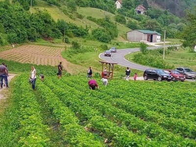 Mevlija Bečić: Zahvaljući evropskoj metodi berbe, sve jagode sam prodala na plantaži
