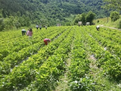 Mevlija Bečić: Zahvaljući evropskoj metodi berbe, sve jagode sam prodala na plantaži